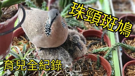 斑鳩築巢下蛋風水|珠頸斑鳩來我新家築巢